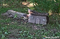 VBS_4880 - Il bosco fatato - Montaldo Roero